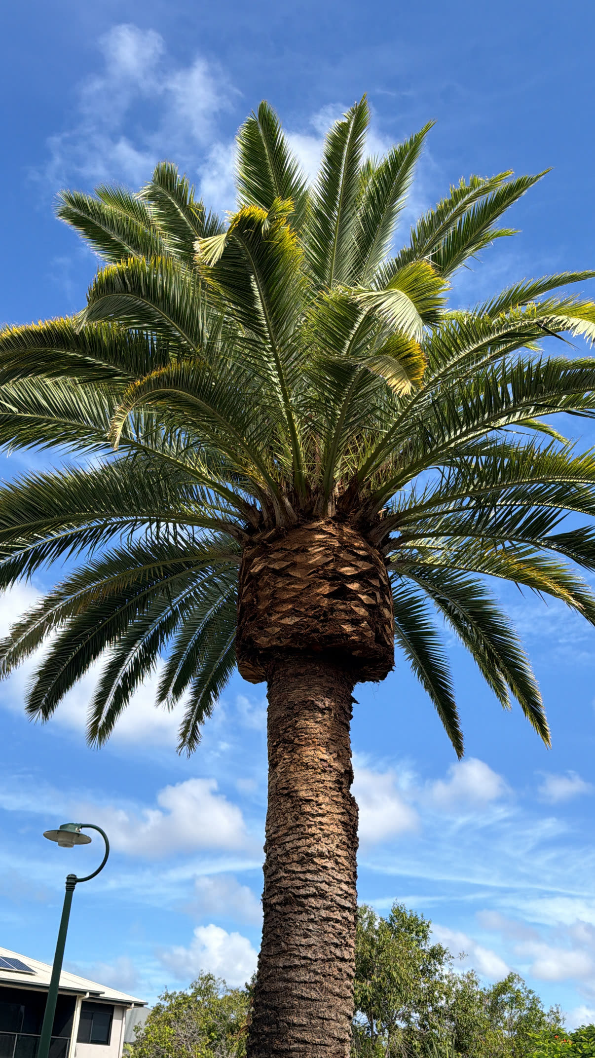 Established palm shaped and cleaned